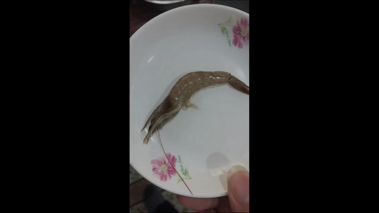 大蝦伺候 鸚鵡魚 第2張