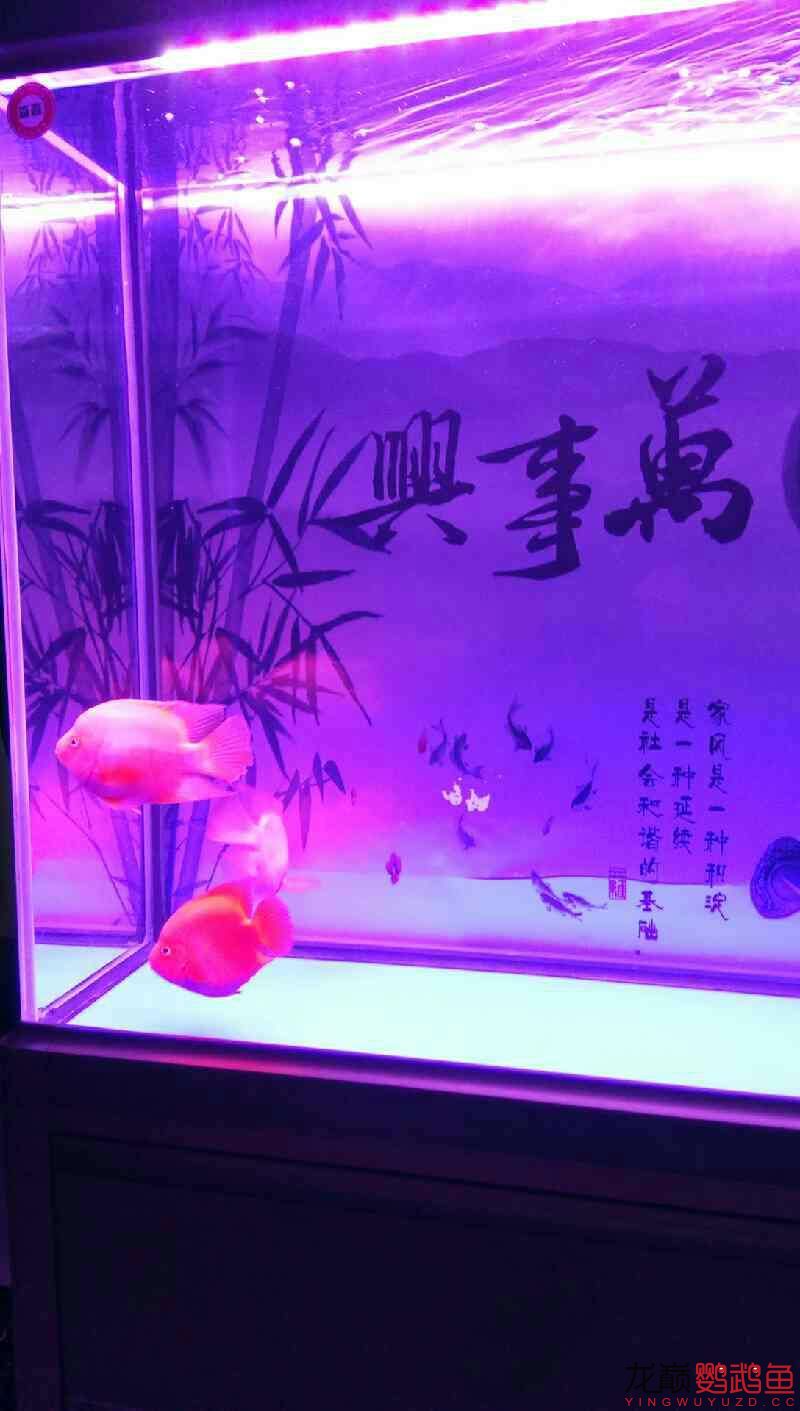 闖缸三劍客 銀龍魚 第6張