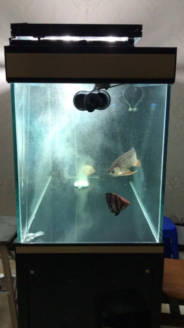 包頭水族館曬一曬龍魚 觀賞龜/鱉飼料 第3張