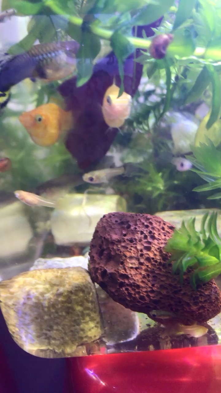 吐魯番水族館嘴巴真大 觀賞龜/鱉飼料 第2張