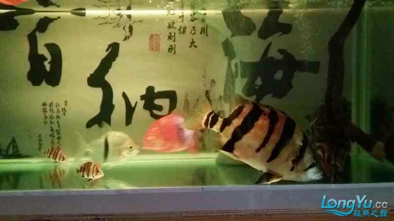 贛州觀賞魚市場(chǎng)家有大虎 觀賞魚市場(chǎng)（混養(yǎng)魚） 第2張