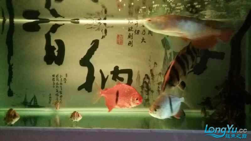 贛州觀賞魚市場(chǎng)家有大虎 觀賞魚市場(chǎng)（混養(yǎng)魚） 第3張