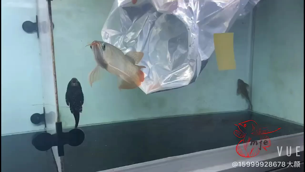 海西蒙古族藏族自治州觀賞魚市場孟吉爾～孟吉爾紅外線F1下掛 廣州孟吉爾 第2張