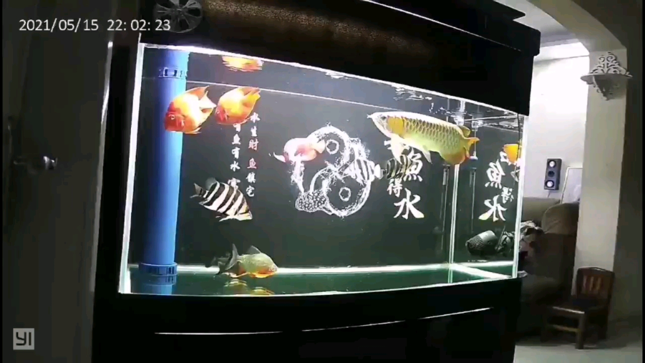 泰安水族館新買的造浪有點(diǎn)大啊 球鯊魚 第1張