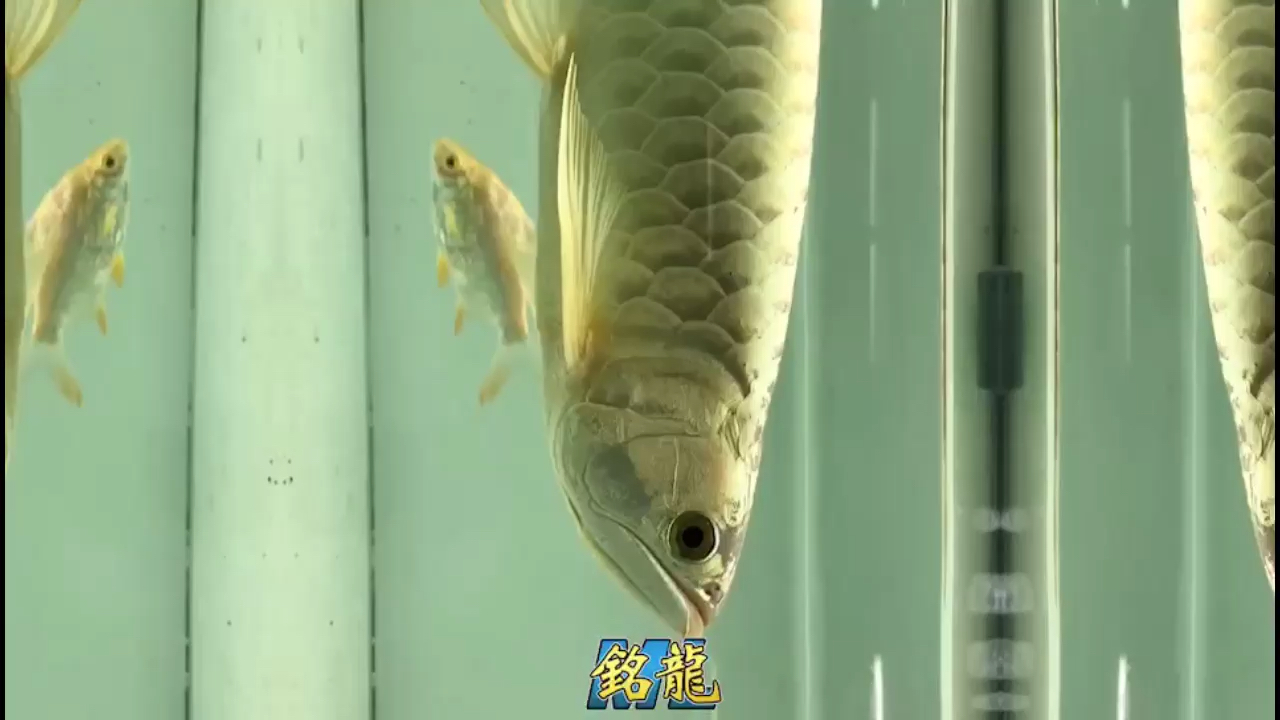 炮彈頭的鑒別欣賞 大白鯊魚 第2張