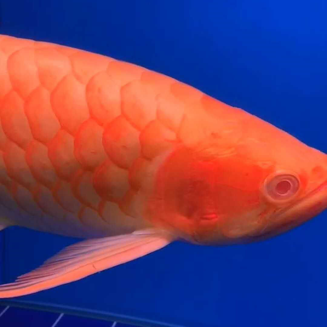 青島水族館蘭胖子多啦A夢 祥禾Super Red紅龍魚 第1張