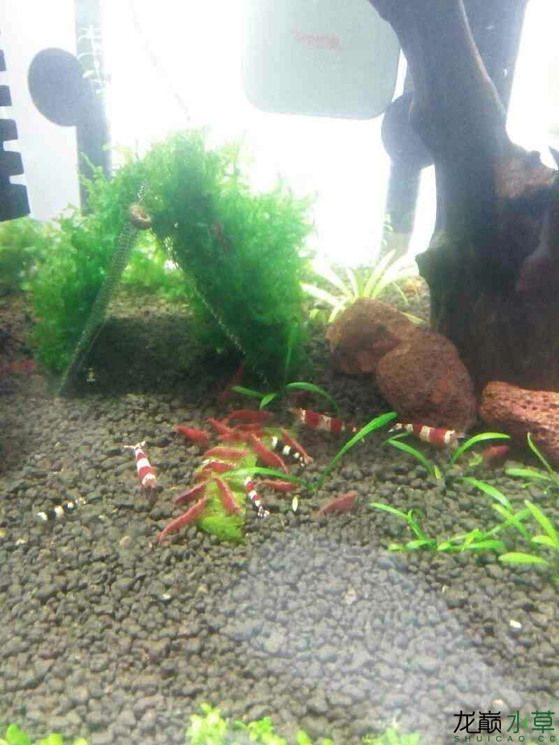 金華水族館龍巔水草感恩大行動+感謝龍巔 水草 第3張