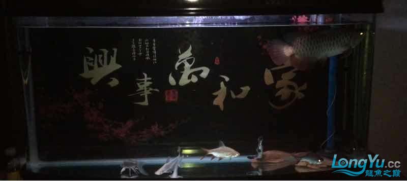 銅仁觀賞魚(yú)市場(chǎng)記錄20161208 觀賞魚(yú)市場(chǎng)（混養(yǎng)魚(yú)） 第6張