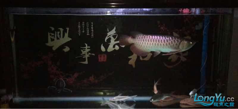 銅仁觀賞魚(yú)市場(chǎng)記錄20161208 觀賞魚(yú)市場(chǎng)（混養(yǎng)魚(yú)） 第8張