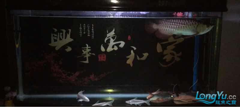 銅仁觀賞魚(yú)市場(chǎng)記錄20161208 觀賞魚(yú)市場(chǎng)（混養(yǎng)魚(yú)） 第7張