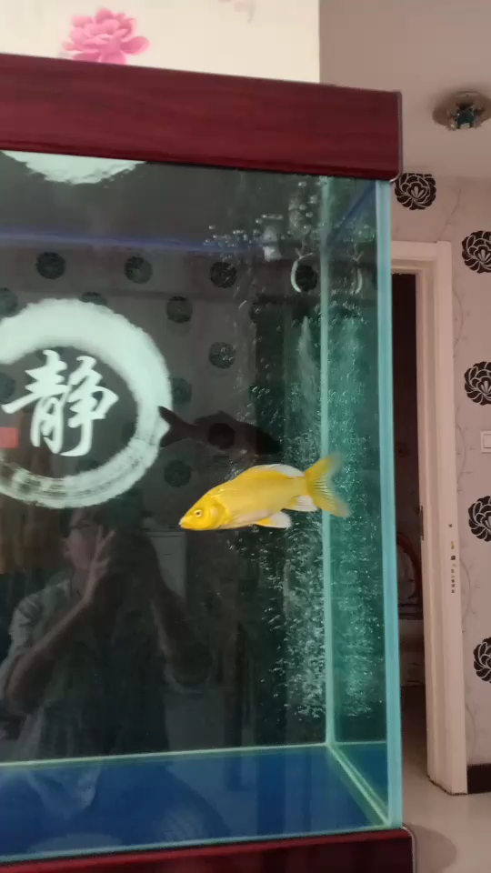 唉有泡泡了 圣菲埃及魚 第2張