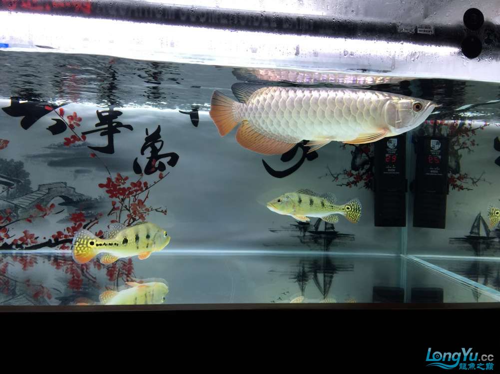 攀枝花水族館小龍三個月的轉(zhuǎn)變真的很大 女王大帆魚 第11張