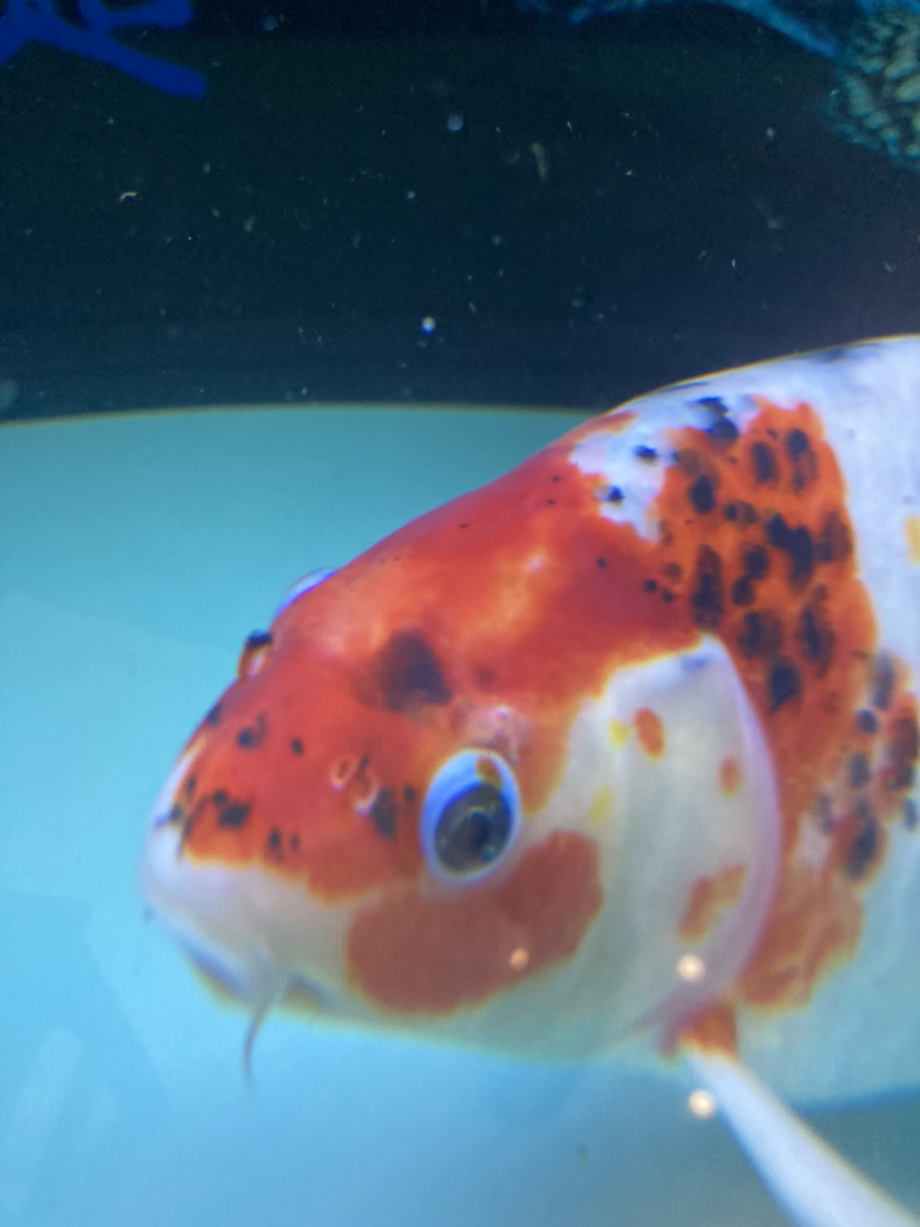 文山壯族苗族自治州水族館大神來會診一下