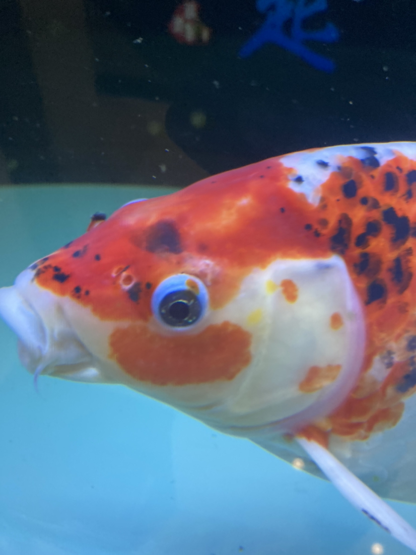 文山壯族苗族自治州水族館大神來會診一下