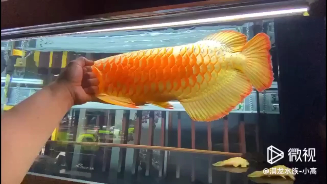 烏魯木齊水族館嗷嗷嗷的狀態(tài)