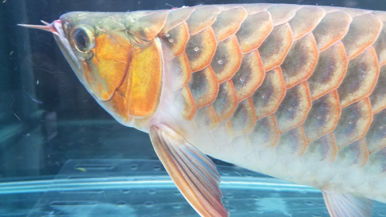 赤峰水族館激動的心顫抖的手 女王大帆魚苗 第6張