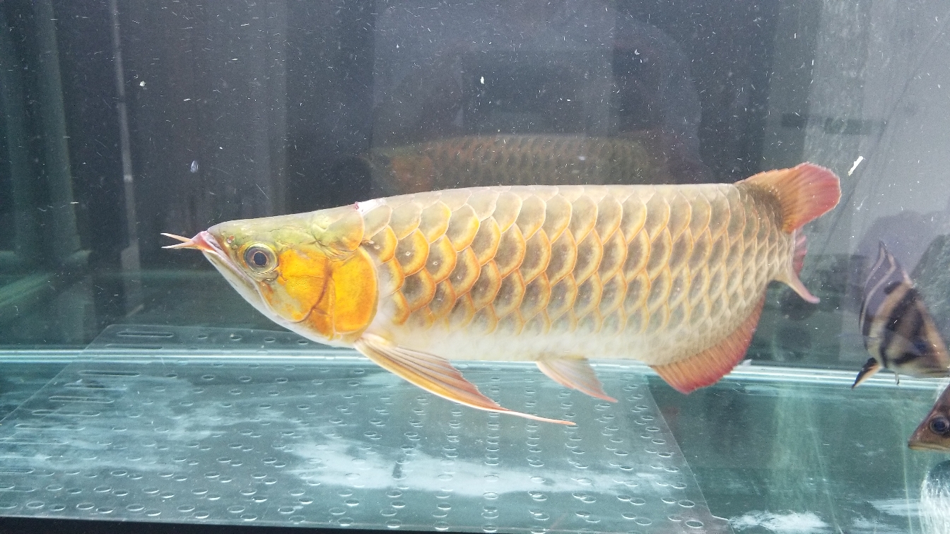 赤峰水族館激動(dòng)的心顫抖的手 女王大帆魚(yú)苗 第5張