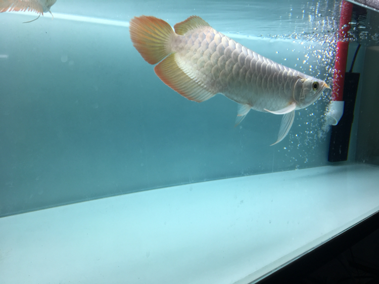 萍鄉(xiāng)水族館入缸紀念