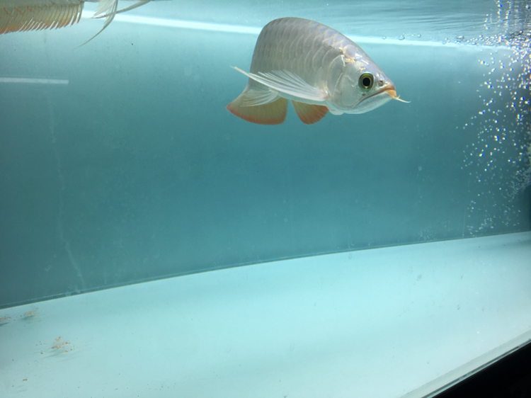 萍鄉(xiāng)水族館入缸紀念