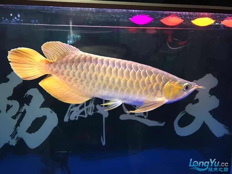 朝陽水族館5個月的紅龍 皇冠黑白魟魚 第1張