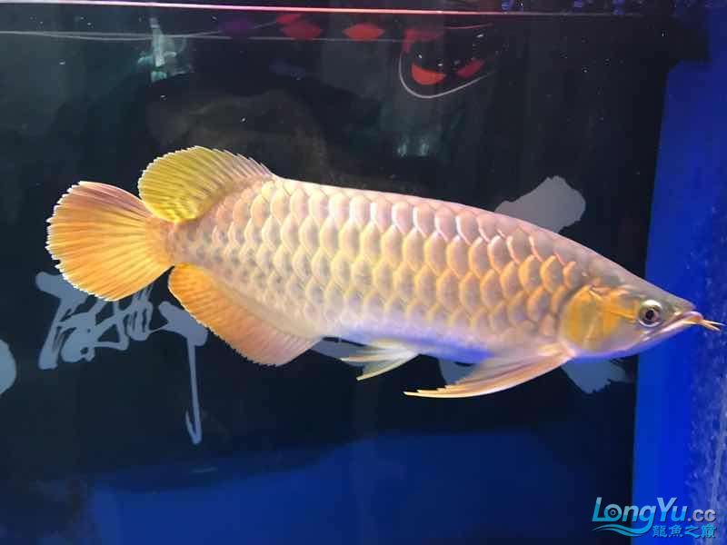 朝陽水族館5個月的紅龍 皇冠黑白魟魚 第3張