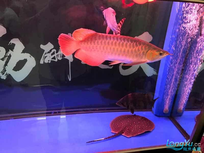 朝陽水族館5個月的紅龍 皇冠黑白魟魚 第7張