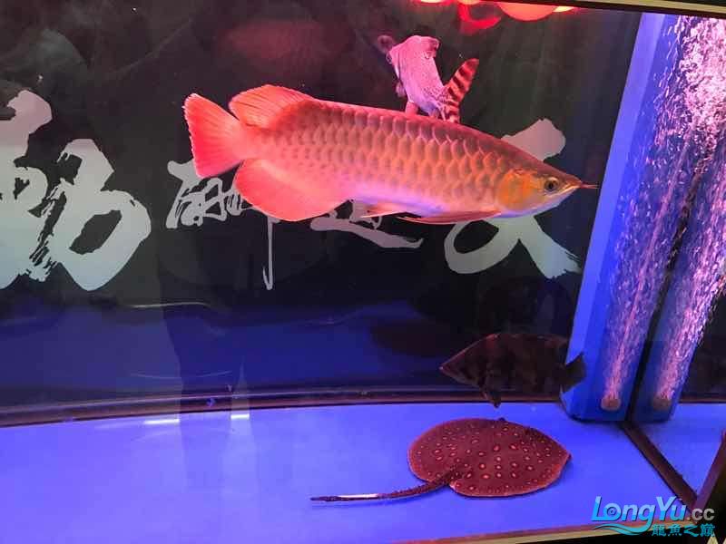 朝陽水族館5個月的紅龍 皇冠黑白魟魚 第6張