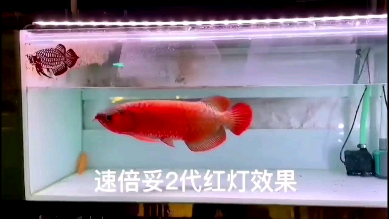 到底是魚好還是燈好？ 玫瑰銀版魚 第2張