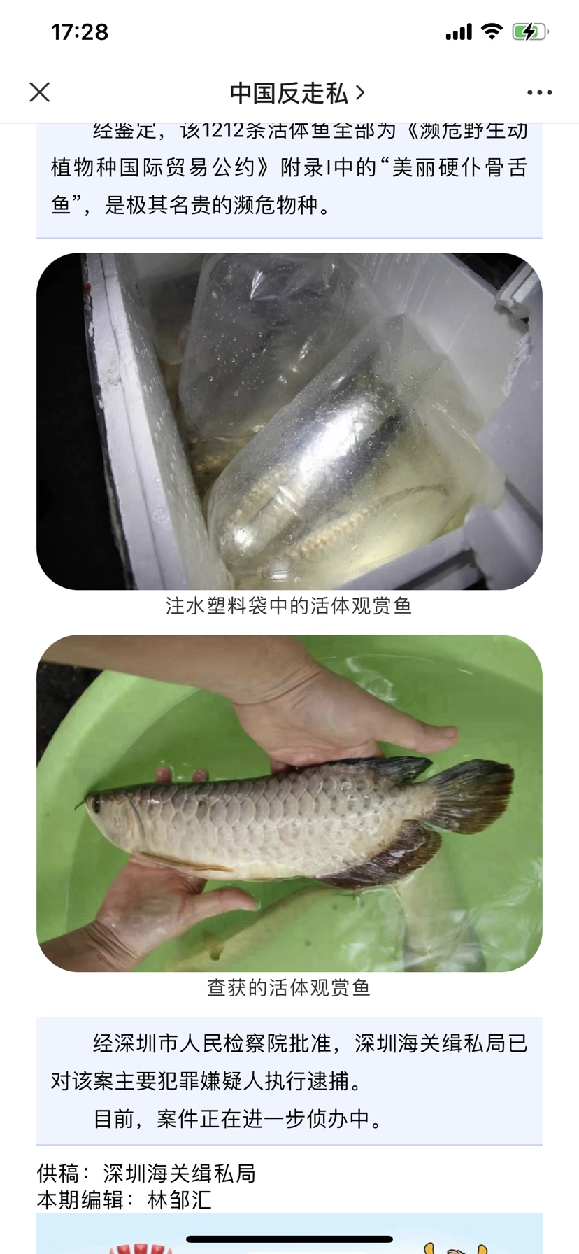 阿克蘇觀賞魚市場走私案 觀賞魚市場（混養(yǎng)魚） 第2張