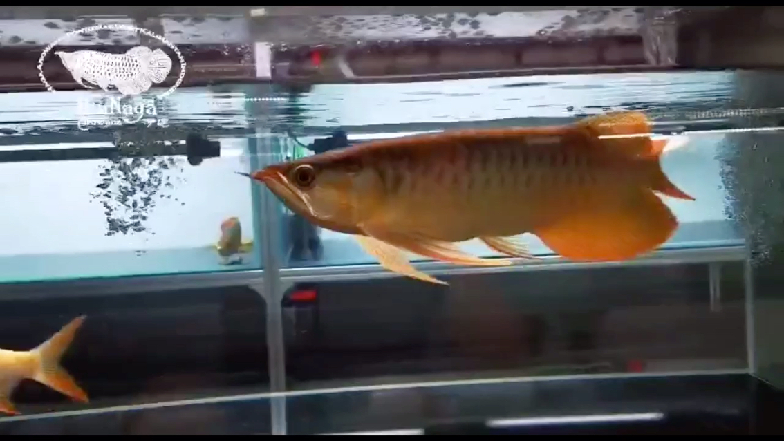 港務(wù)區(qū)水族館記錄一條魚的變化2