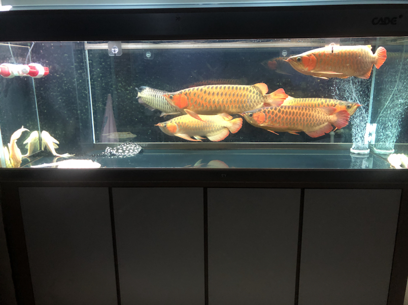 養(yǎng)魚進(jìn)入平淡期了 黑白雙星魚 第2張