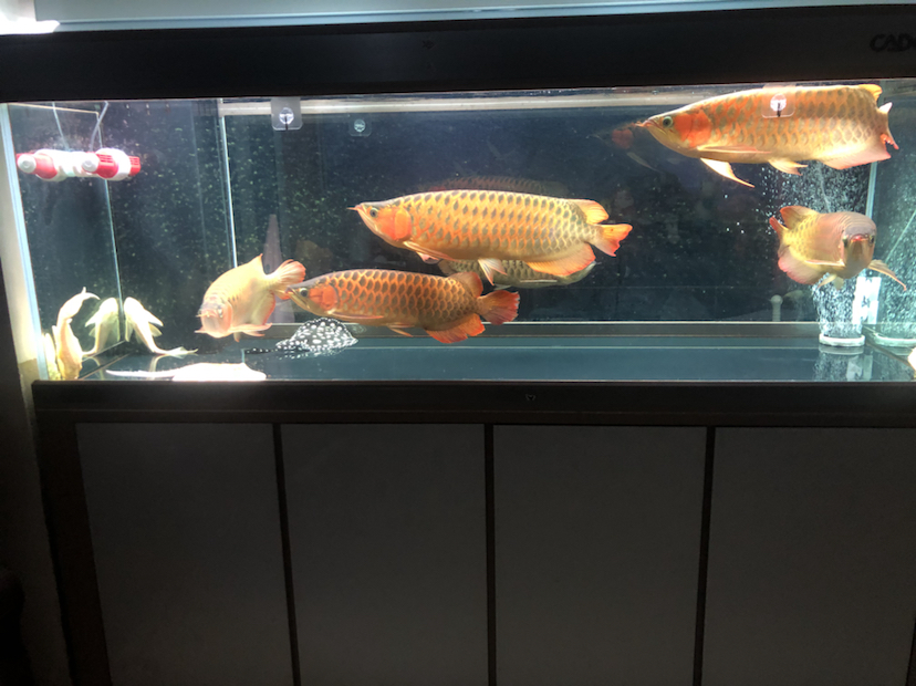 養(yǎng)魚進(jìn)入平淡期了 黑白雙星魚 第3張