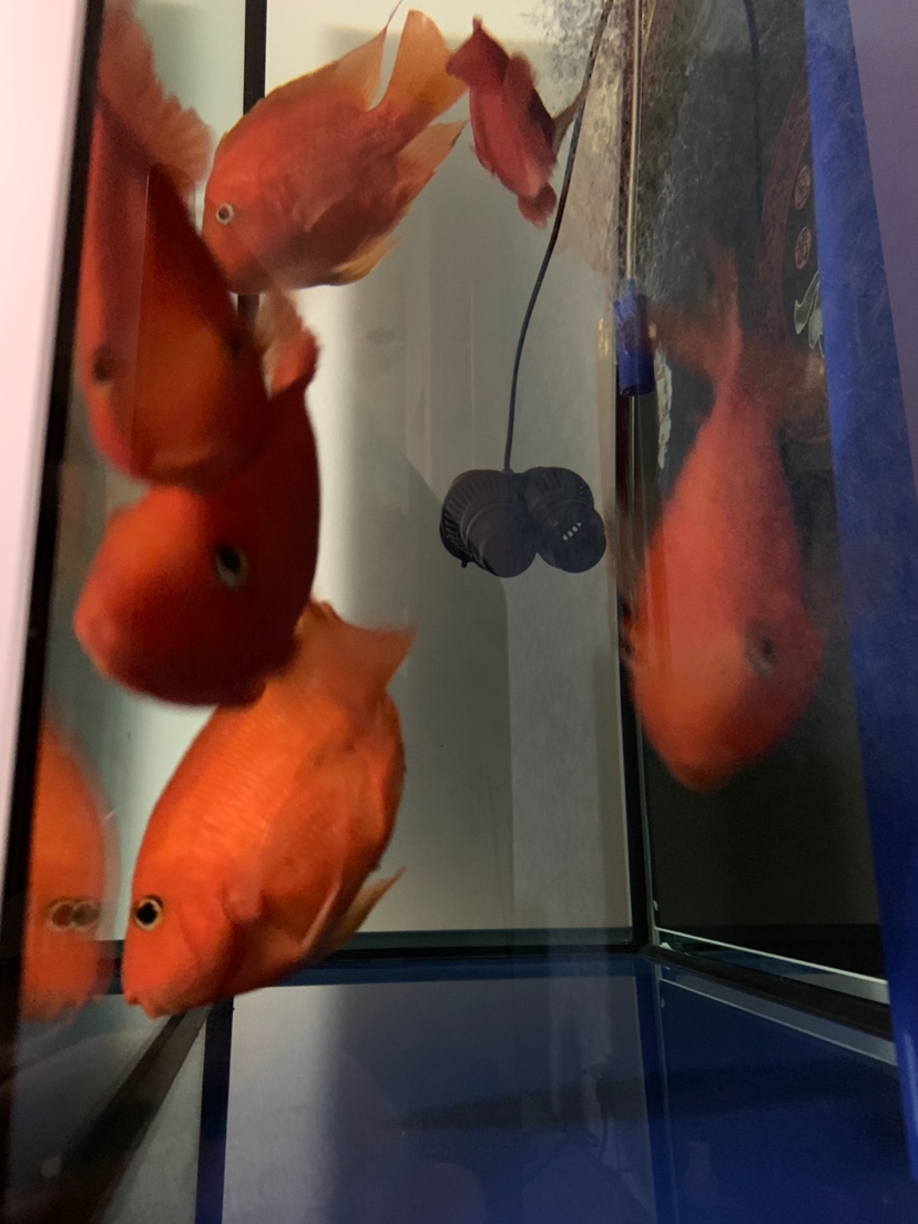 七臺河水族館記錄下下缸第一天