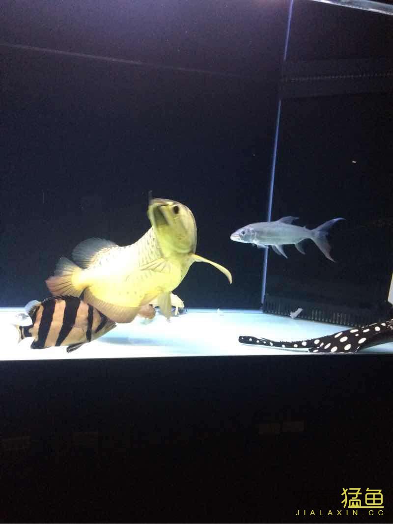 安慶水族館白金猛混養(yǎng) 黑金魟魚 第4張