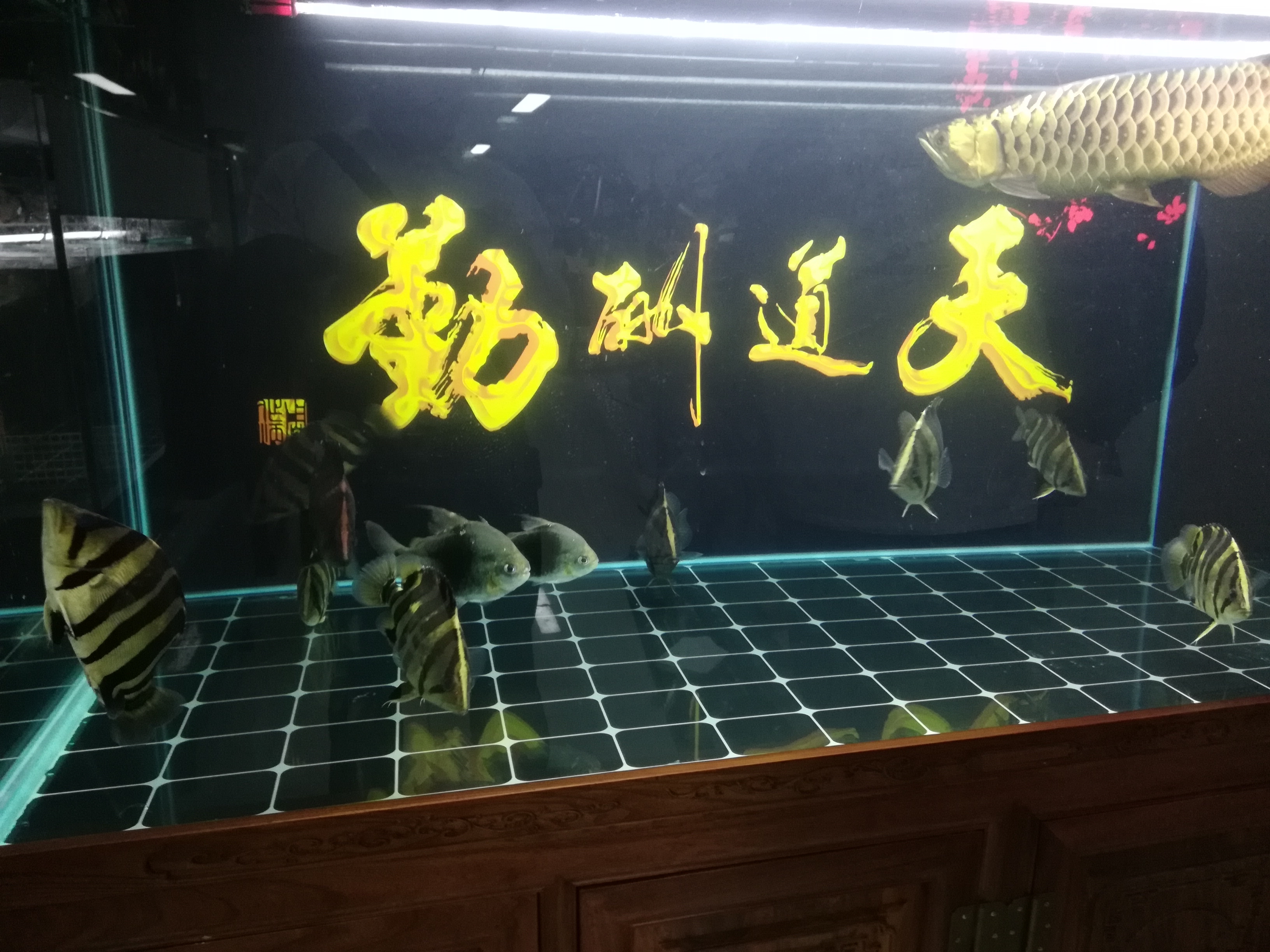 一種向往 財(cái)神鸚鵡魚(yú) 第9張