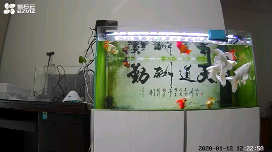 湖州觀賞魚市場本地收的麻煩看看是蝴蝶鯉么？