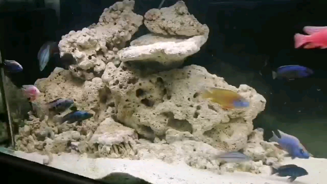 廣元水族館跳湖日記8—下班賞魚