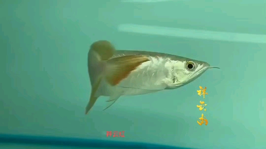 四平觀賞魚市場(chǎng)小紅龍 觀賞魚市場(chǎng)（混養(yǎng)魚） 第2張