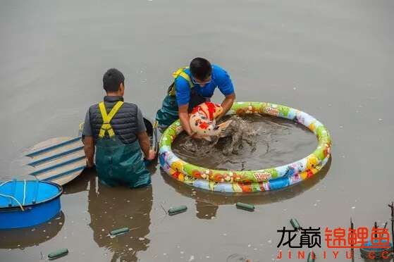 記錄2016龍巔錦鯉大事記 魚缸水質(zhì)穩(wěn)定劑 第36張