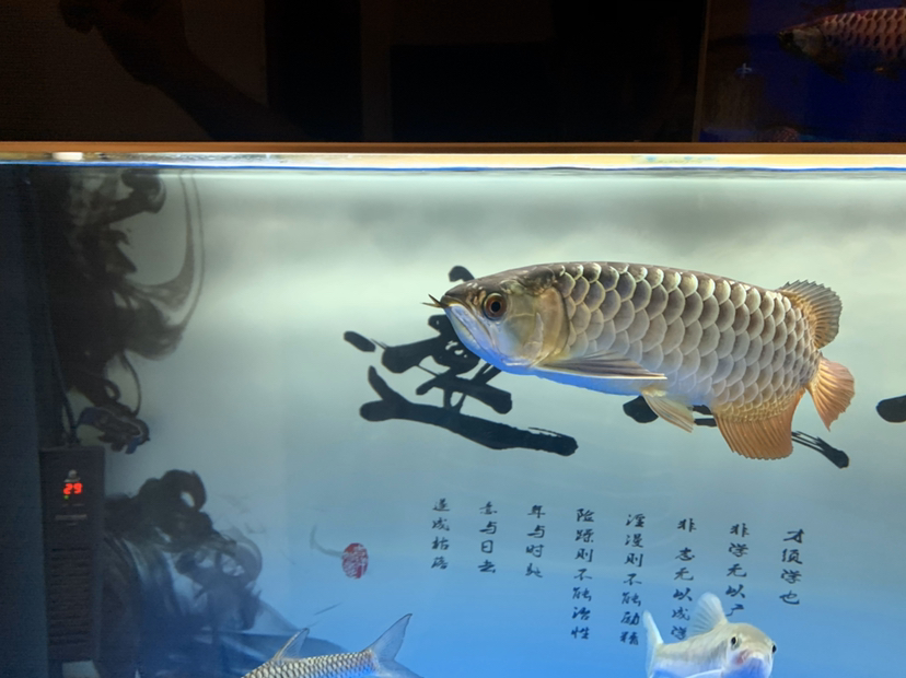 河源水族館今晚手術(shù)保佑