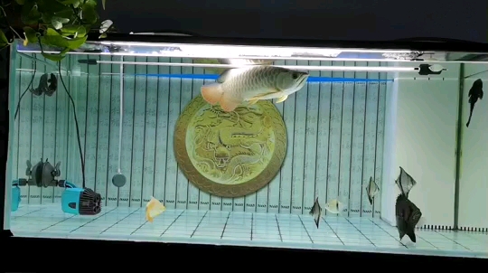 常德水族館記個(gè)日子 女王大帆魚 第1張