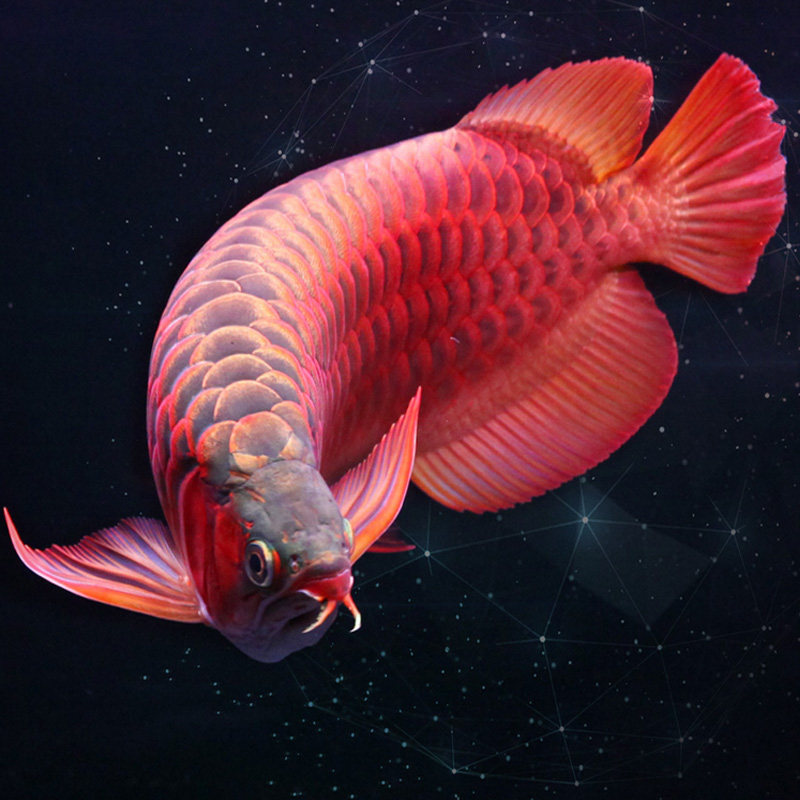 混養(yǎng)一個星期 白化火箭魚