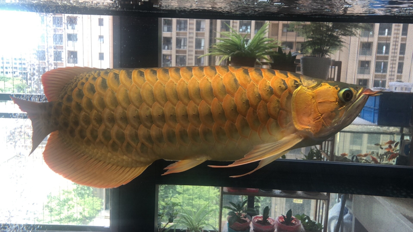 白山觀賞魚市場首次給紅龍做翻鰓手術(shù)