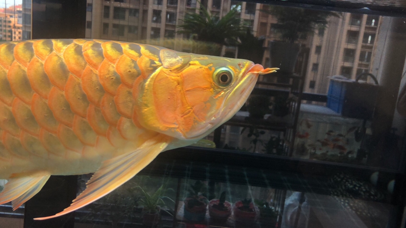 白山觀賞魚市場首次給紅龍做翻鰓手術(shù)