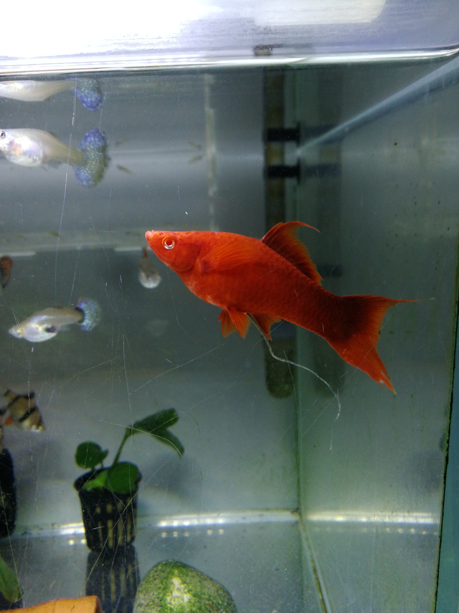 湘西土家族苗族自治州水族館那片紅