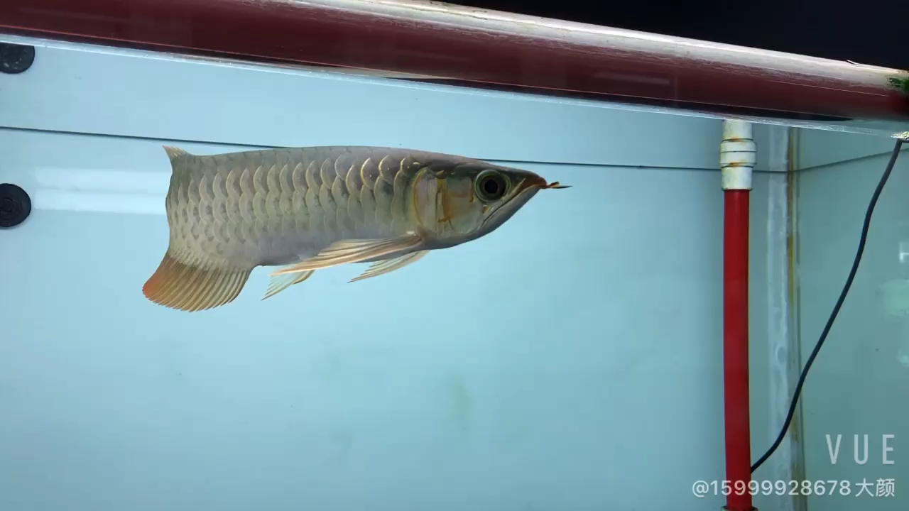 韶關(guān)水族館孟吉爾～孟吉爾紅外線F1平頭 廣州孟吉爾 第2張