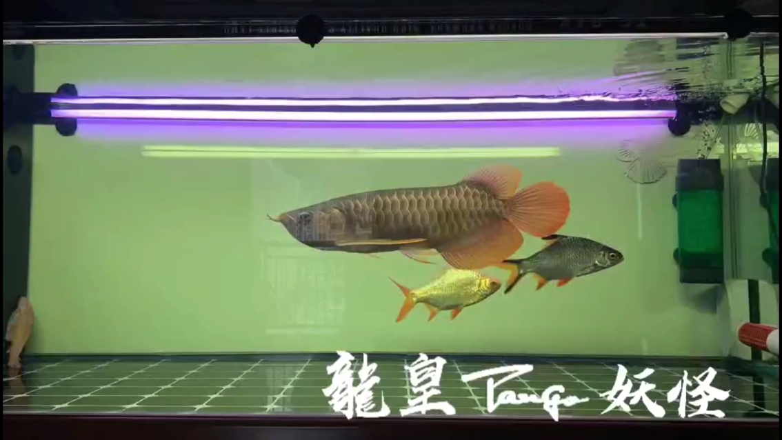 記錄養(yǎng)魚點點滴滴