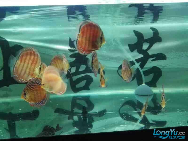 武漢觀賞魚市場(chǎng)龍彩混養(yǎng) 觀賞魚市場(chǎng)（混養(yǎng)魚） 第4張