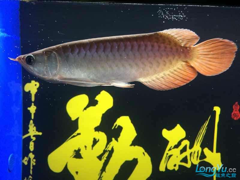 該死的紅龍 赤荔鳳冠魚 第5張