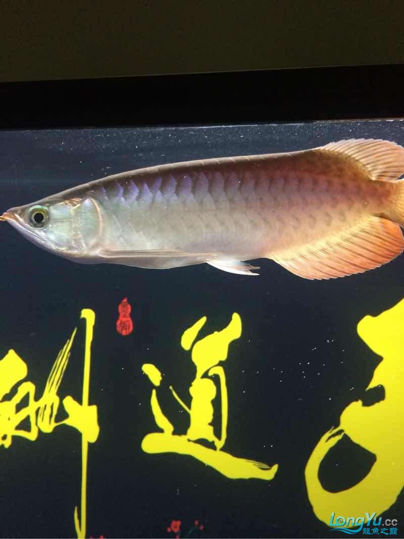 該死的紅龍 赤荔鳳冠魚 第4張